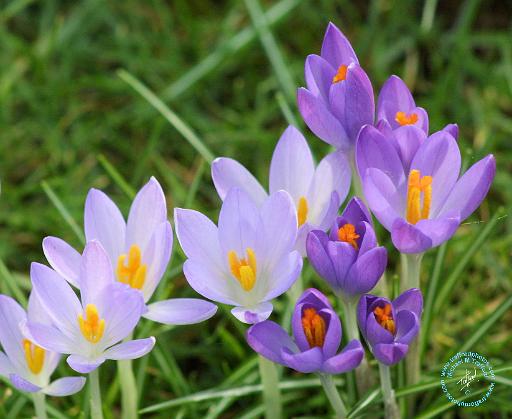 Crocus 8P031D-14.JPG